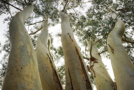 Vertical view of eucalyptus tree looking straight upの写真素材