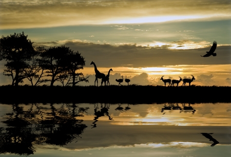 Silhouette of animals in Africa theme setting with beautiful colorful sunset