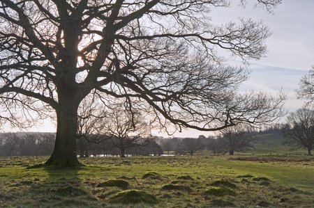 Beautiful view across English countryside landscape with ancient oak tree in foreground