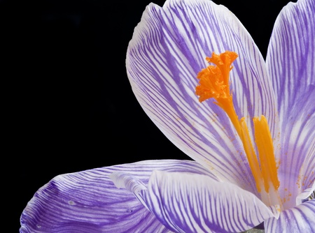 Stunning macro close up of fresh spring crocus flower with beautiful purple and yellow detail