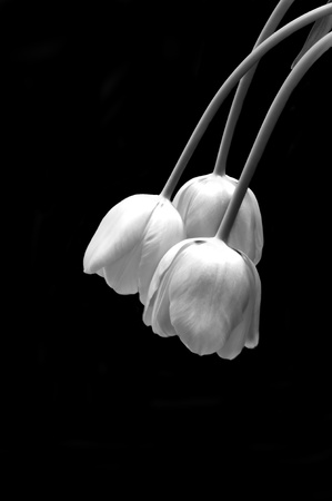 Beautiful monochrome image of frsh spring tulips on black background with copy spaceの写真素材