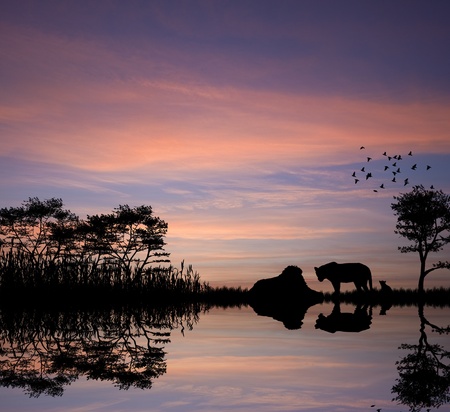 Safari in Africa silhouette of lions reflection in waterの写真素材