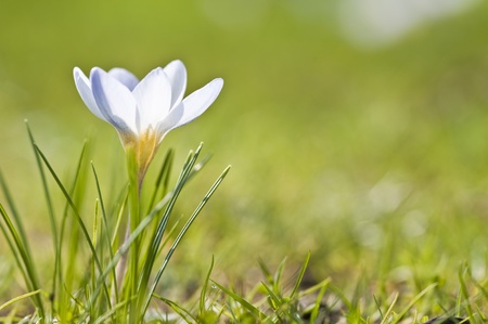 Fresh Spring crocus flower with shallow depth of fieldの写真素材