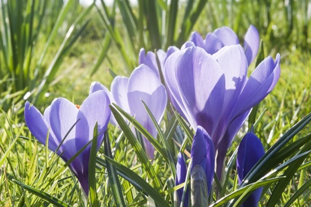Fresh Spring crocus flowerlow view shallow depth of fieldの写真素材