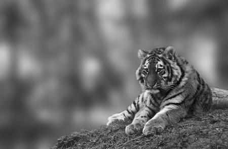Sttunning tiger cub relaxing on a warm day in monochromeの写真素材