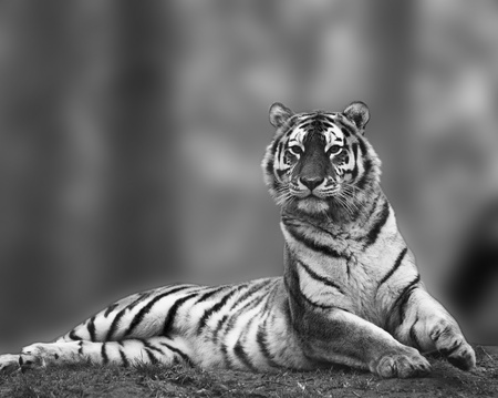 Beautiful tiger sitting upright and alert in stunning black and whiteの写真素材