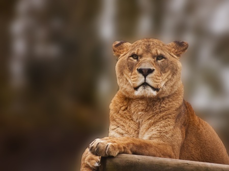 Beautiful image of a lioness relaxing on a warm dayの写真素材