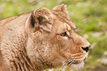 Beautiful image of a lioness relaxing on a warm dayの写真素材
