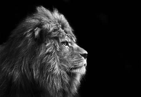 Eye catching portrait of male lion on black background in monochrome Eye catching portrait of male lion on black background in monochrome