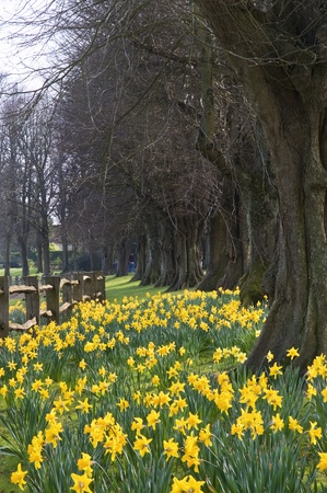 Lovely image of forest path covered in fresh Spring daffodilsの写真素材