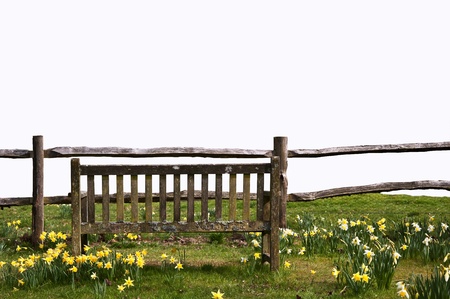 Park bench in Spring with daffodils isolated on white for you to cut out and use in other imagesの写真素材