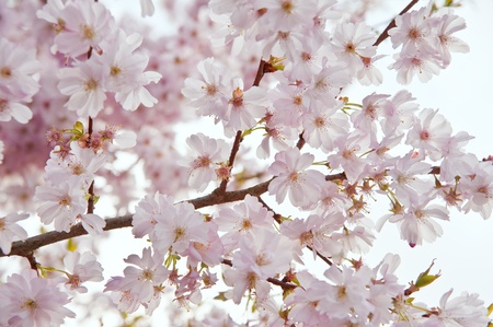 Lovely bright high key immage of Spring blossom tree detail