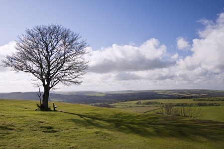 Cliche tree on hill with beautiful blue sky background