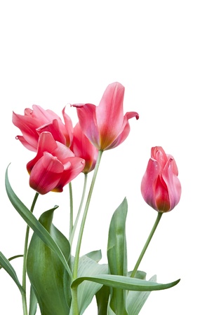 Fresh red tulips isolated on whiteの写真素材
