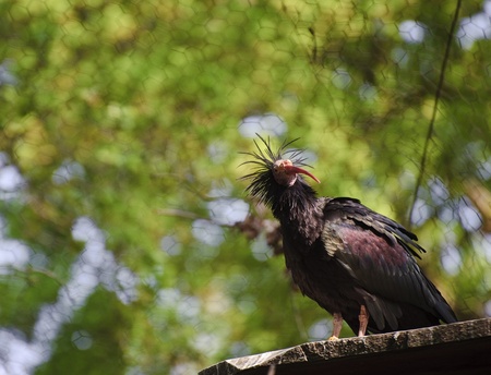 Critically endangered northern bald ibis bird in captivity on controlled breeding programの写真素材