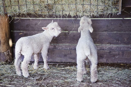 Cute Spring lambs eating on farmの写真素材