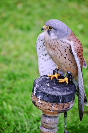 Falconry show with male kestrel falco tinnunculusの写真素材