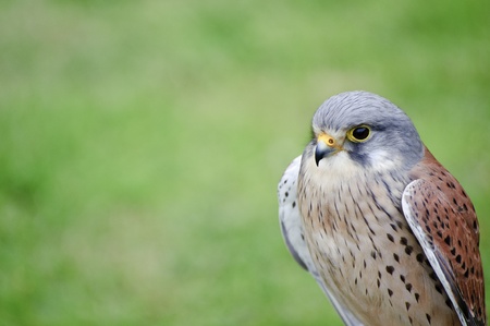 Falconry show with male kestrel falco tinnunculusの写真素材