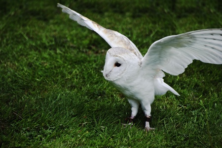Falconry display featuring barn owl tuto alba albaの写真素材