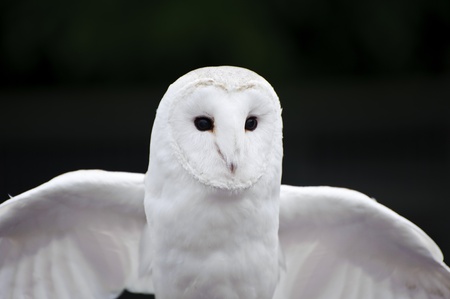 Falconry display featuring barn owl tuto alba albaの写真素材