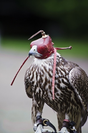 Falconry show featuring male gyr falcon falco rusticolus with hoodの写真素材