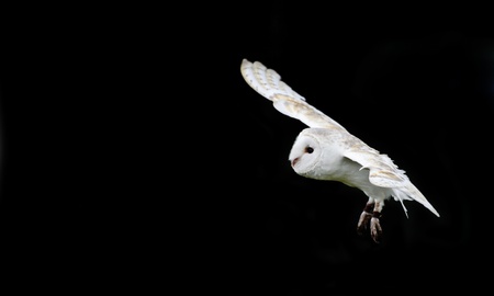 Falconry display featuring barn owl tuto alba albaの写真素材