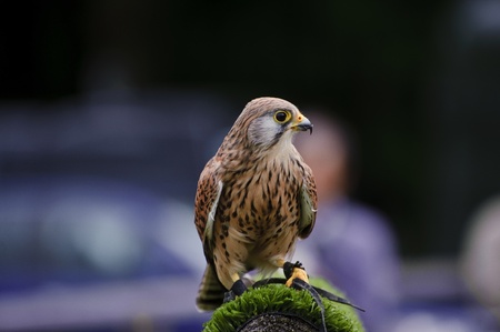 Falconry show with male kestrel falco tinnunculusの写真素材