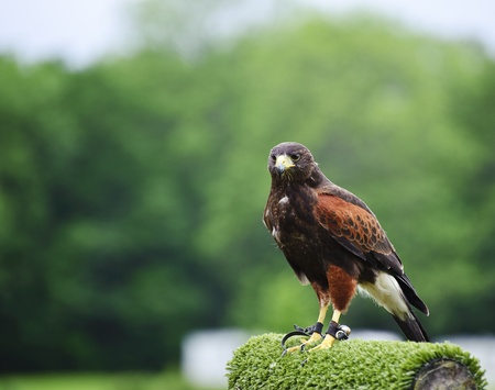 Falconry display featuring harris hawk parabuteo unicinctusの写真素材