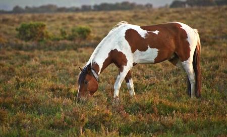Brown and white New Forest pony horse in sunrise landscapeの写真素材