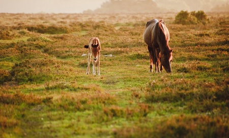 Mare and foal of New Forest pony grazing in landscape lit by warm sunriseの写真素材