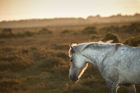 Close up of New Forest pony bathed in warm glowing sunrise sunlight in landscapeの写真素材