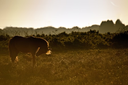 Stunning warm glow image of New Forest pony at sunrise backlit highlighting detail and giving surreal tint to imageの写真素材
