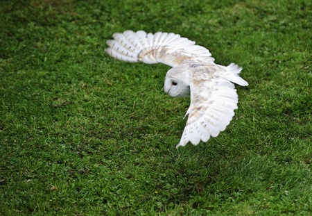 Falconry display featuring barn owl tuto alba albaの写真素材