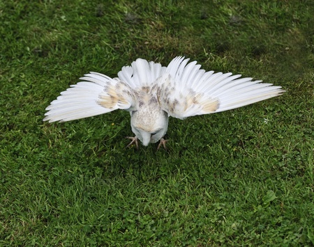 Falconry display featuring barn owl tuto alba albaの写真素材