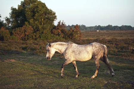 Close up of New Forest pony bathed in warm glowing sunrise sunlight in landscapeの写真素材