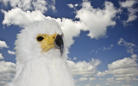 Close up portrait of African fish eagle with blue sky and white cloudsの写真素材