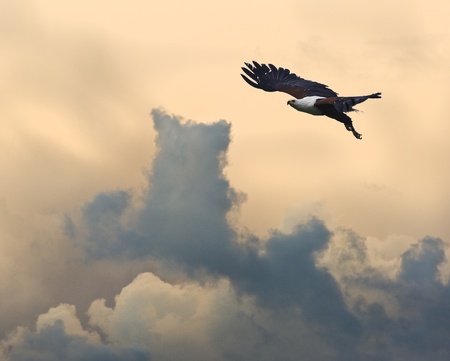 African fish eagle in flight against beautiful sunset sky