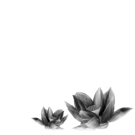 Detailed sacred lotus flower in black and white isolated on white background with copy spaceの写真素材