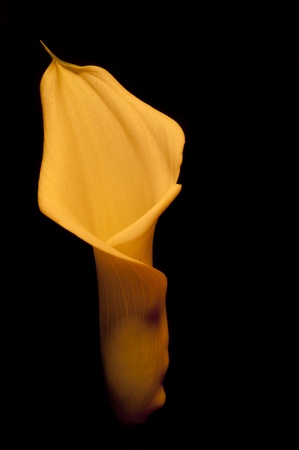Beautiful bronze effect calla lily flower on blackの写真素材