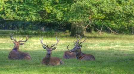 Red deer stags relaxing in last of golden Summer sun late eveningの写真素材
