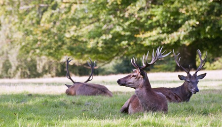 Red deer stags relaxing in last of golden Summer sun late eveningの写真素材