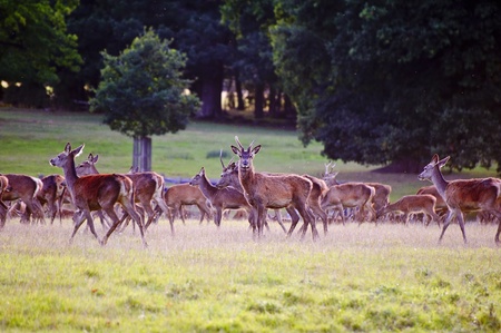Herd of red deer stags and hinds during rut season in Autumn Fall の写真素材