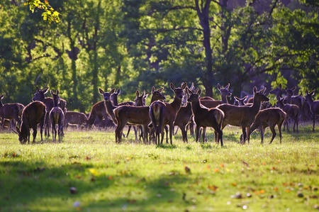 Herd of red deer stags and hinds during rut season in Autumn Fall の写真素材