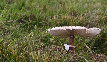 Wild mushroom close up of toadstool in meadow during Autumn Fallの写真素材