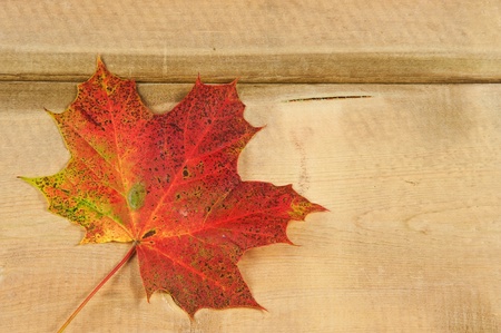 Colorful Autumn Fall leaves on rustic grunge wooden backgroundの写真素材