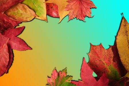 Colorful Autumn Fall leaves on gradient background