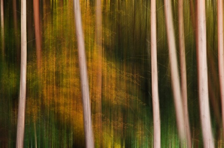 Pine trees with Autumn Fall color background blurred in long exposureの写真素材
