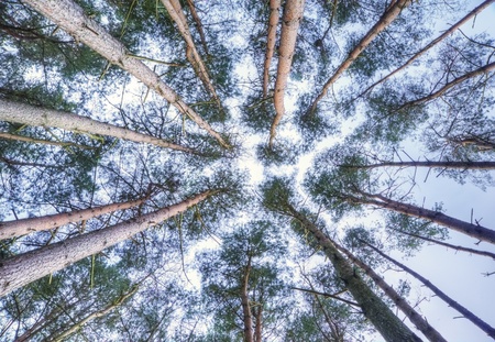 View through canopy of tall pine trees to blue skyの写真素材