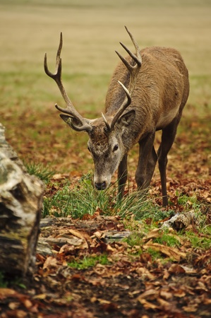 Portrait of adult red deer stagi n Autumn Fall forestの写真素材