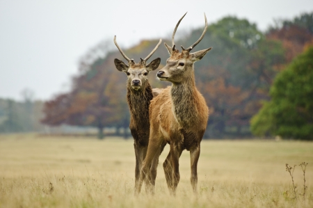 Portrait of adult red deer stags in Autumn Fall forestの写真素材